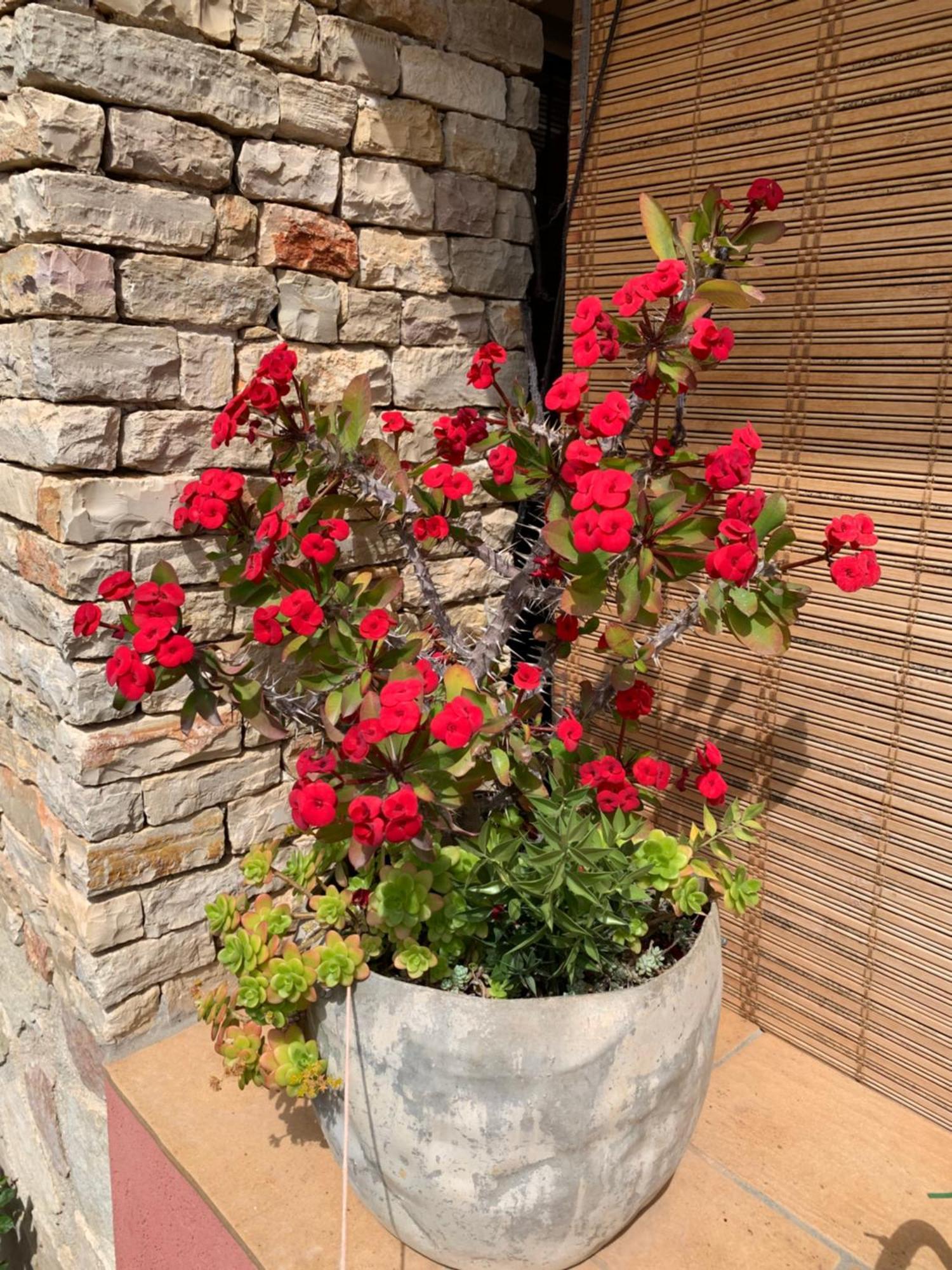 Bed&Breakfast Sole Azzurro Custonaci Esterno foto